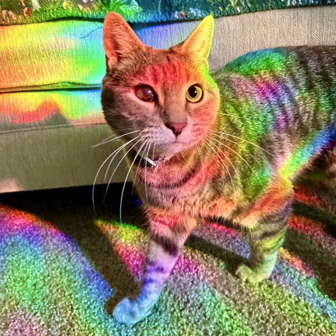 Crystal's Kitten Sittin'