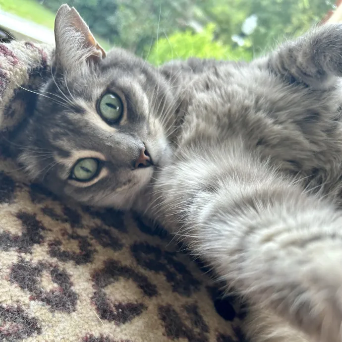 Crystal's Kitten Sittin'