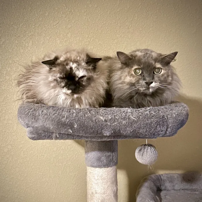 Crystal's Kitten Sittin'