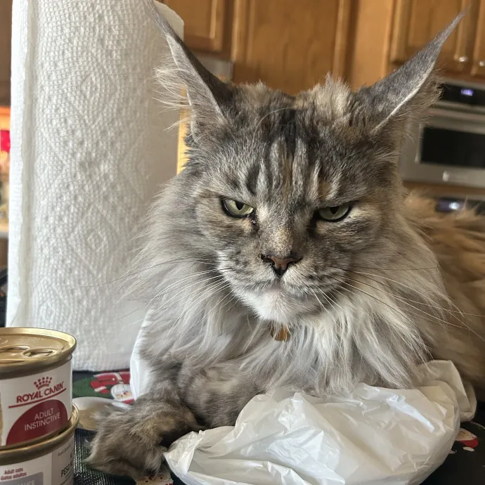 Crystal's Kitten Sittin'