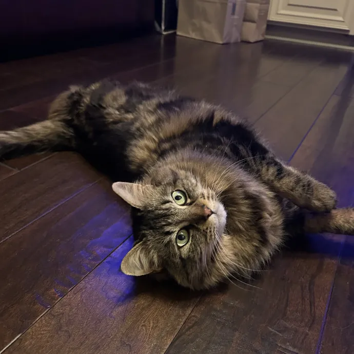 Crystal's Kitten Sittin'