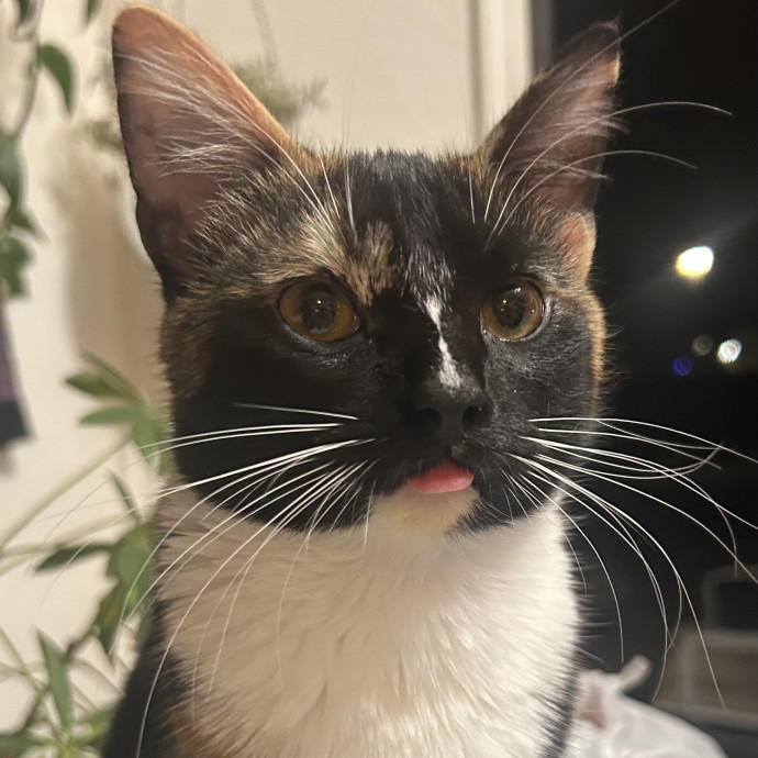 Crystal's Kitten Sittin'