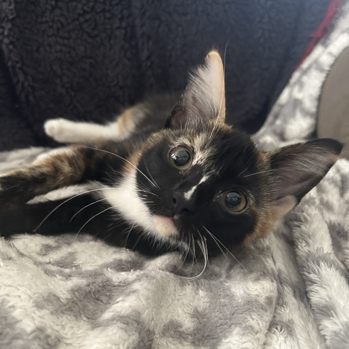 Crystal's Kitten Sittin'
