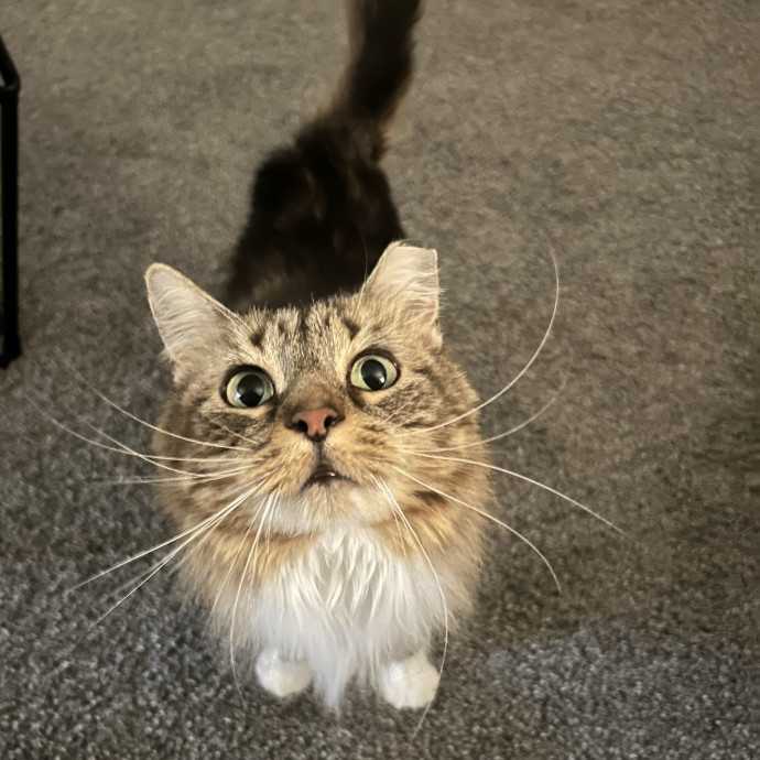 Crystal's Kitten Sittin' photo 2