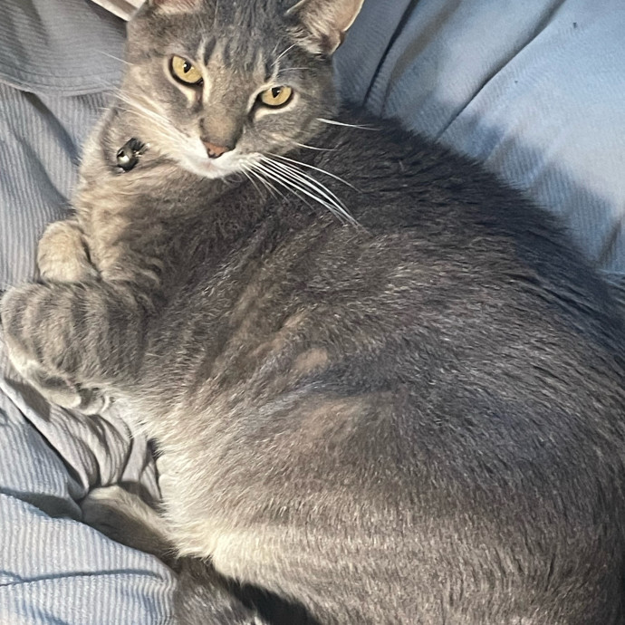 Dependable And Loving Cat Sitter photo 2