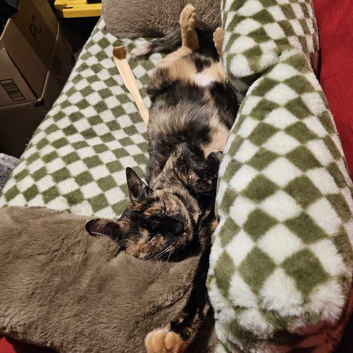 Mumther Of Cats In Lansing photo 2