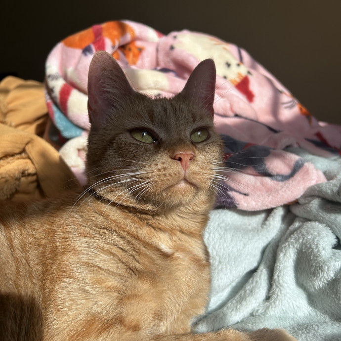 Cat-Enthusiast And Lover photo 3