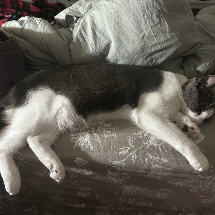 Cat-Enthusiast And Lover photo 3