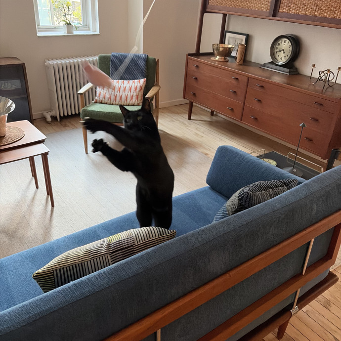 Mia- Brooklyn Based Cat Sitter