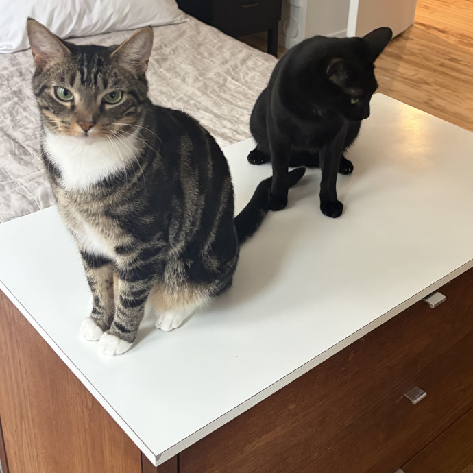 Mia- Brooklyn Based Cat Sitter photo 3