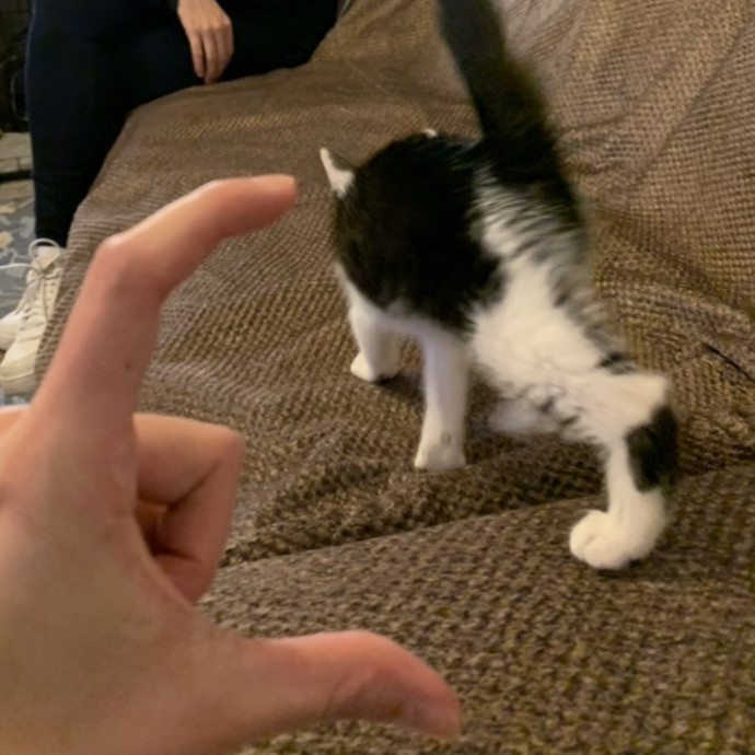 Mia- Brooklyn Based Cat Sitter photo 2