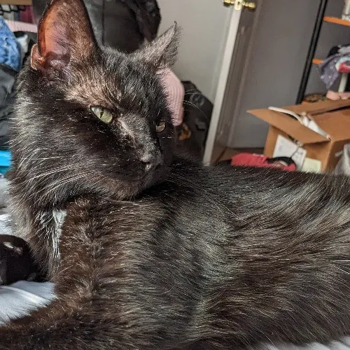 Kim Watches Cats They Love Her