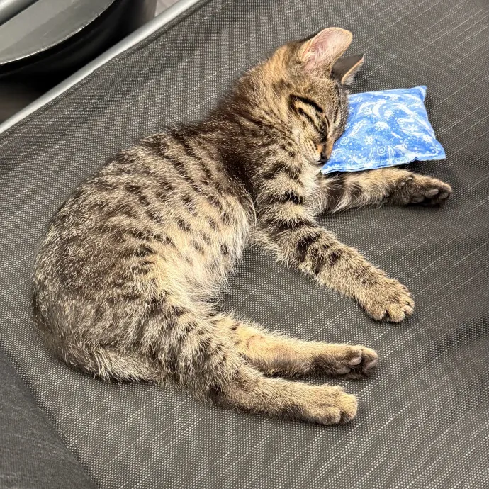 Take Your Trip Loreto Will Cat Sit