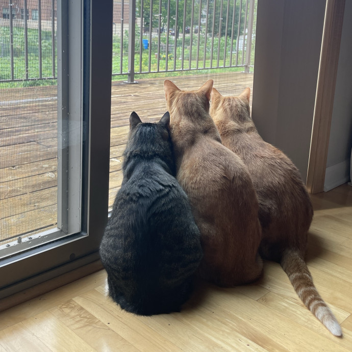Cat Whisperer In Training