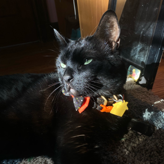 Lifelong Cat Lover  Experienced Sitter