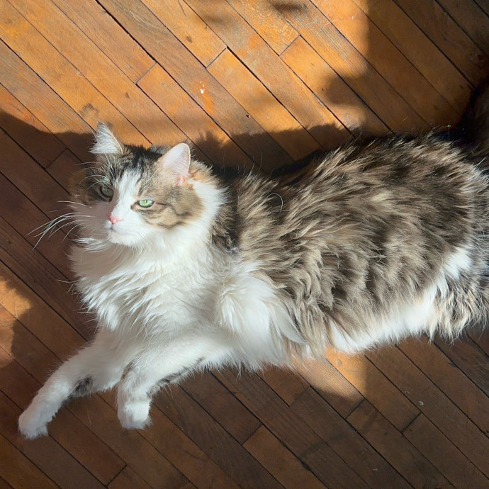 Lifelong Cat Lover  Experienced Sitter photo 2