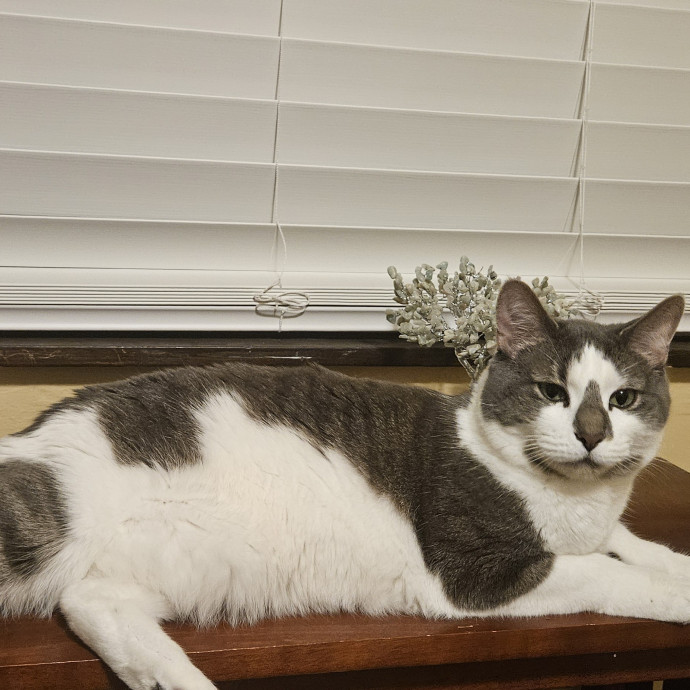 Compassionate Cat Care photo 2