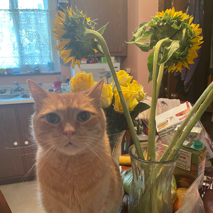 Whiskers' Whimsical Cat Sitting photo 2