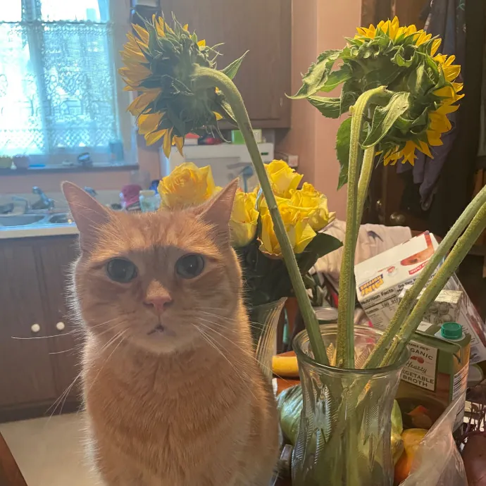 Whiskers' Whimsical Cat Sitting photo 2