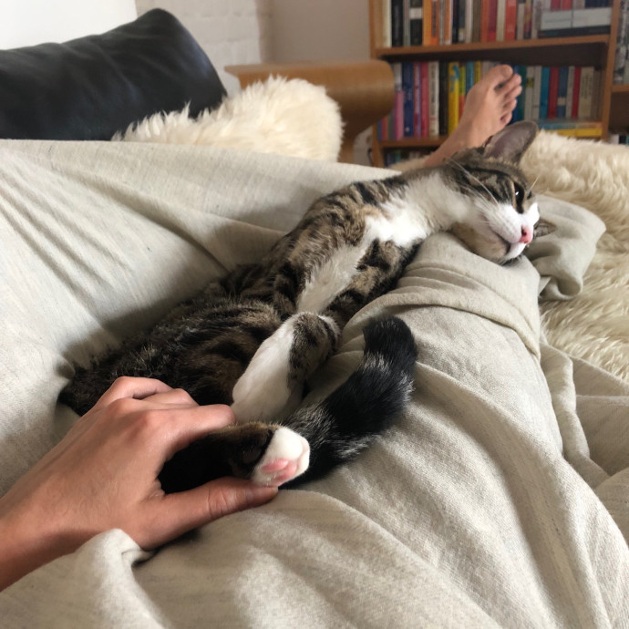 Loving Cat Aunty