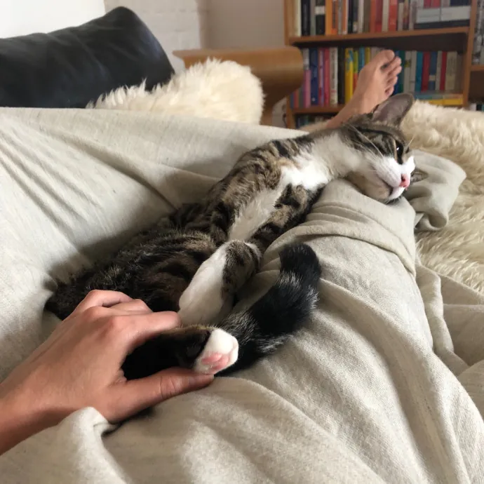 Loving Cat Aunty