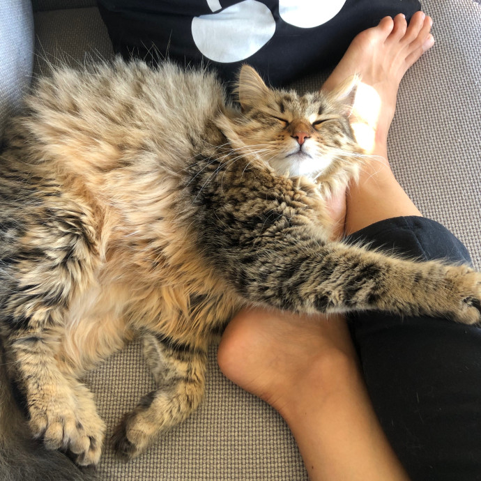 Loving Cat Aunty
