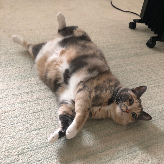 Loving Cat Aunty