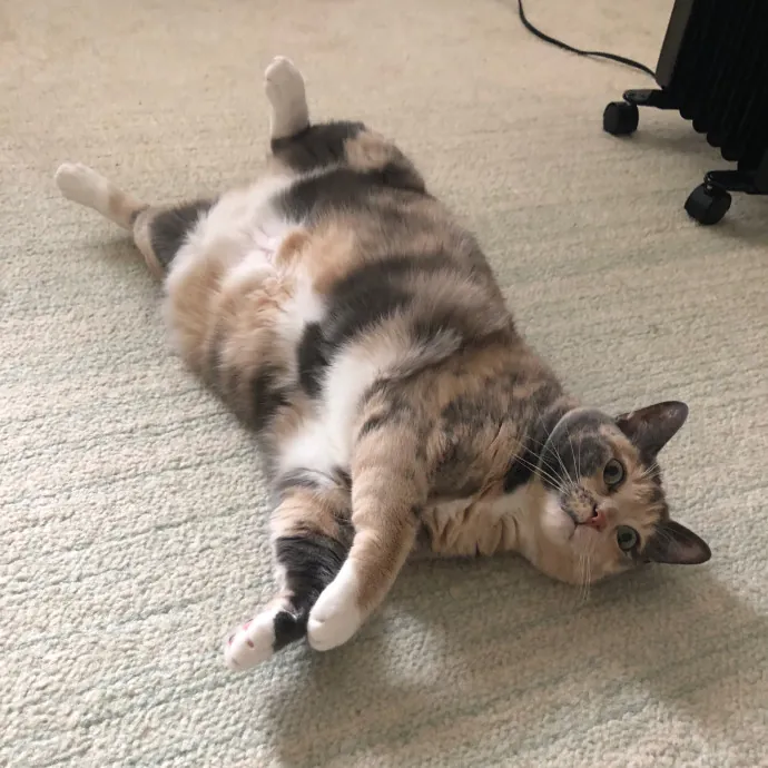 Loving Cat Aunty