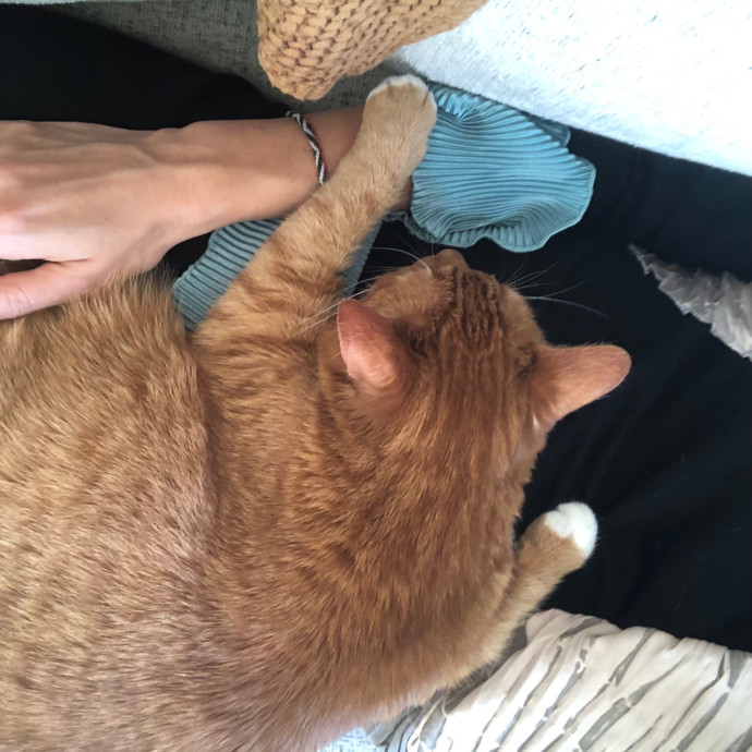 Loving Cat Aunty