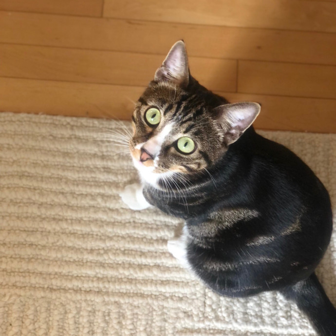 Loving Cat Aunty