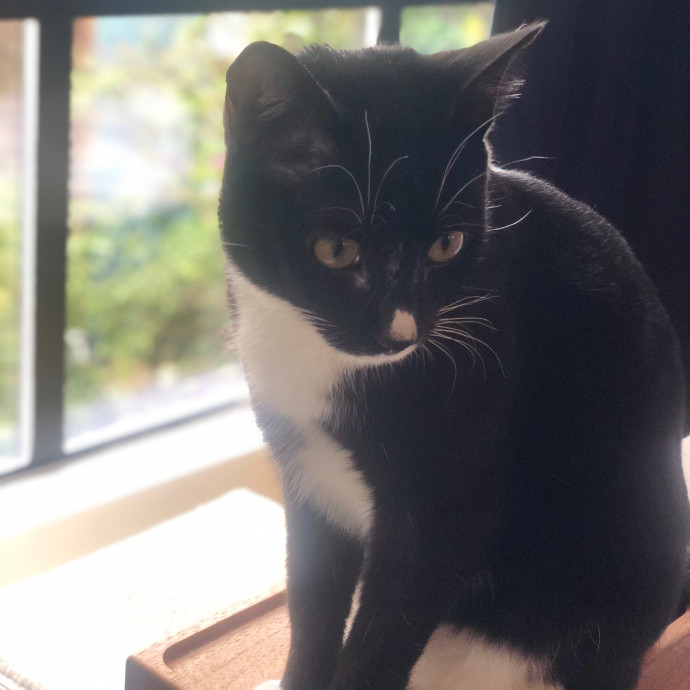 Loving Cat Aunty photo 3