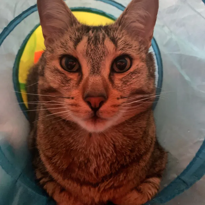 Pharaoh's Watch Cat photo 3