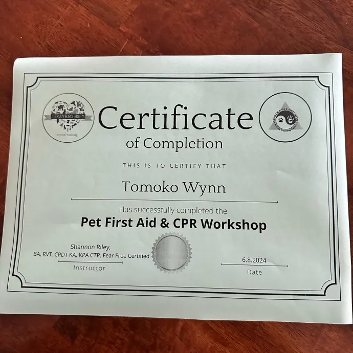 Pharaoh's Watch Cat photo 2