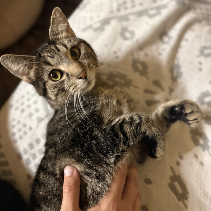 Your New Favorite Cat Sitter