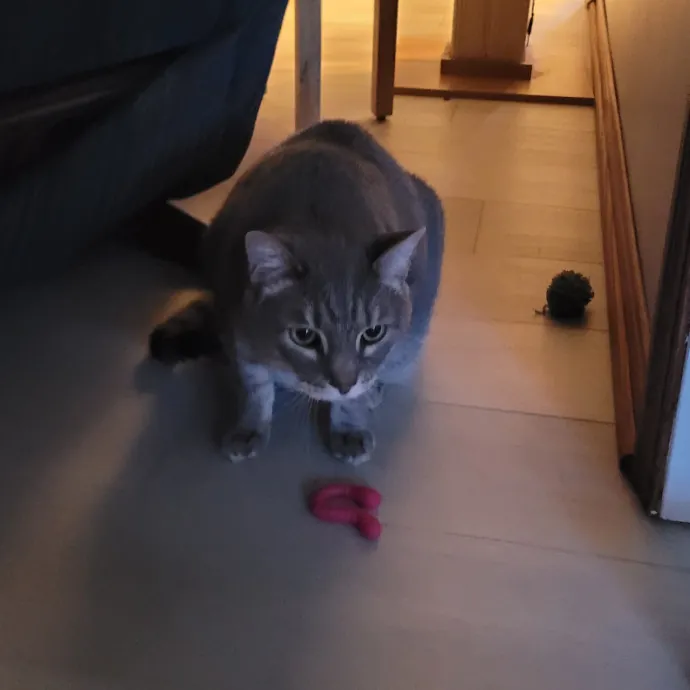 Caring Cat Lover