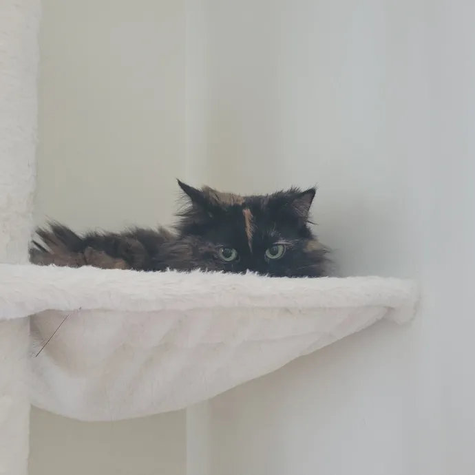 Caring Cat Lover