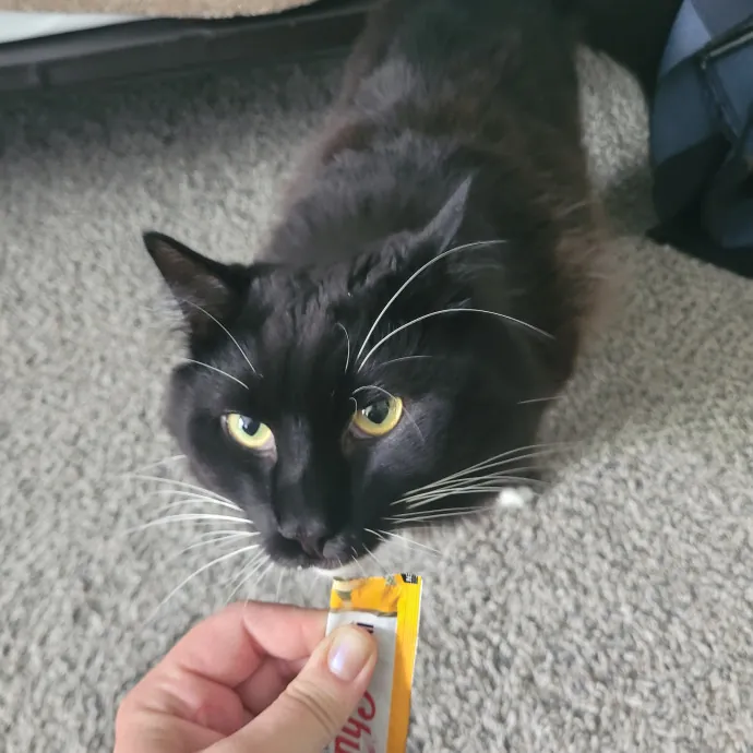 Caring Cat Lover