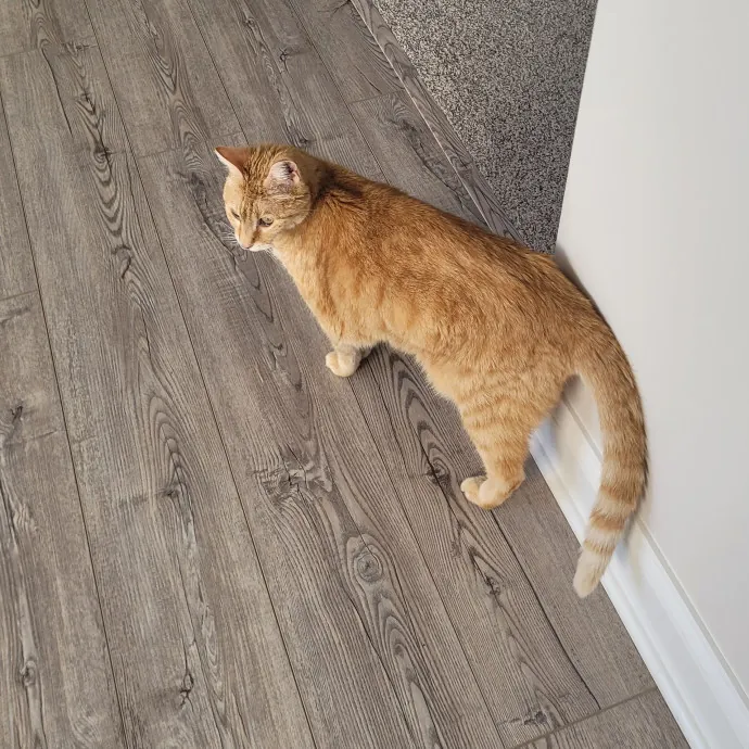 Caring Cat Lover