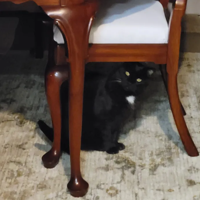 Caring Cat Lover