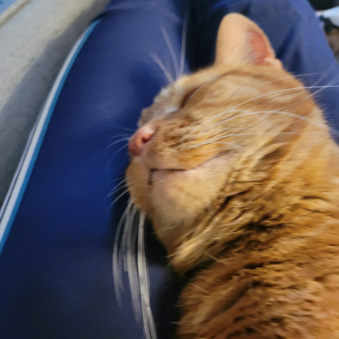 Pampered Pets