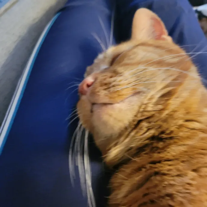 Pampered Pets