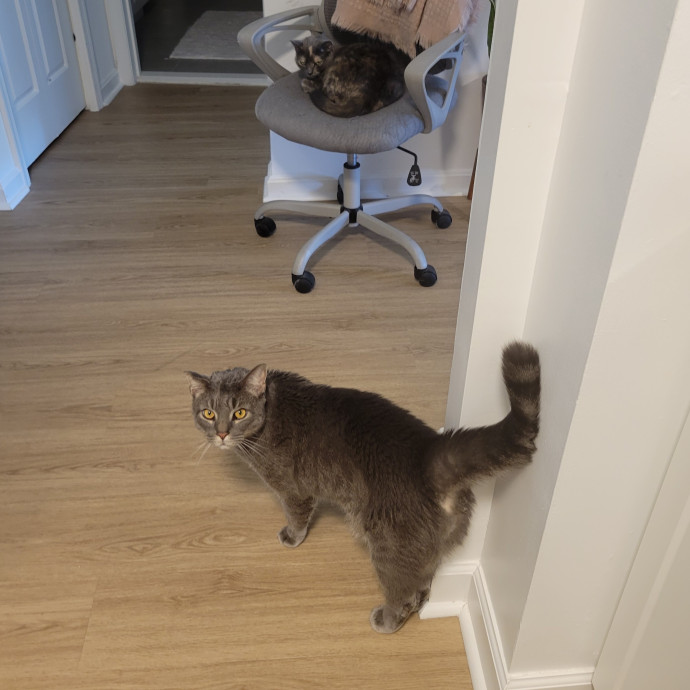 Pampered Pets