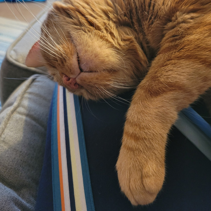 Pampered Pets