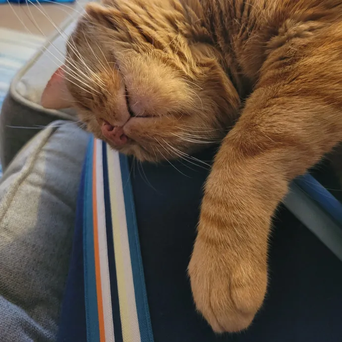 Pampered Pets