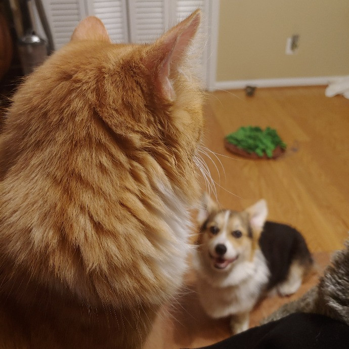 Pampered Pets