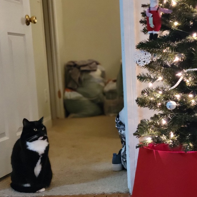 Pampered Pets