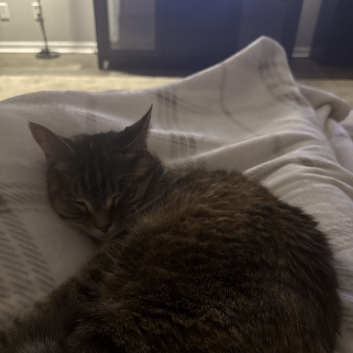 Caring Cat Lover