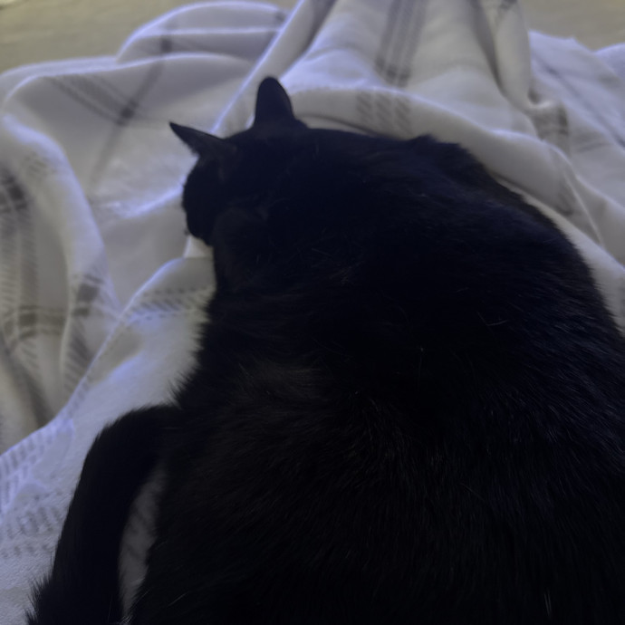 Caring Cat Lover