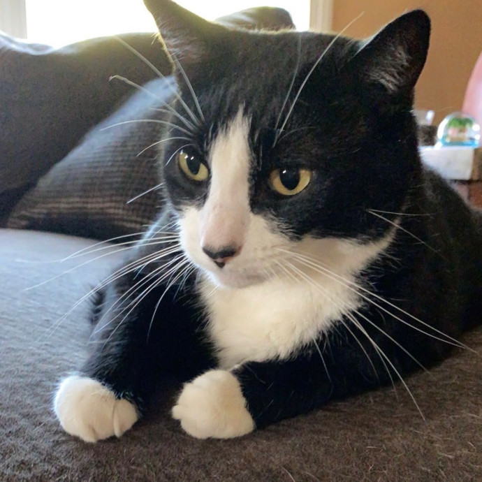 Caring Cat Lover