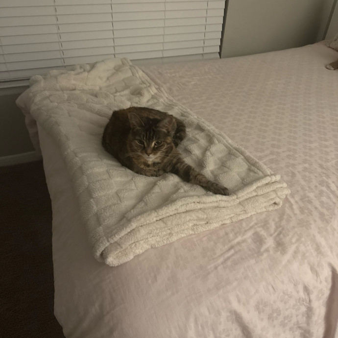 Caring Cat Lover